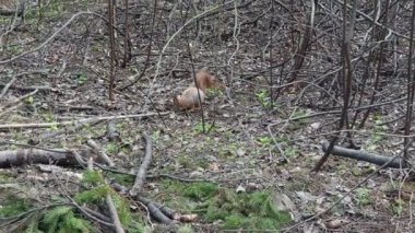 Sincaplar Sciuridae familyasının kemirgenleridir. Sincap ormana tırmanan bir hayvandır. Bahar ladin ormanında bir sincap yiyecek arıyor. Evcilleştirme ve hayvanları besleme.