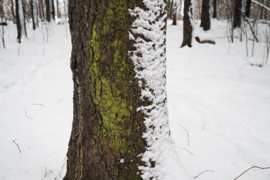 Spruce Picea, çamgiller (Pinaceae) familyasından bir kozalaklı ağaçtır. Evergreen ağaçları. Alelade ladin ya da Norveç ladin resmi. Bagajda kar ve yosun var. Karlı bir kış fırtınasının sonuçları.