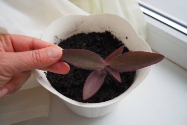 Tradescantia, genus of herbaceous perennial wildflowers in the family Commelinaceae. Inchplant, wandering jew, spiderwort, dayflower and trad. A woman's hand touches the leaves of transplanted plant clipart