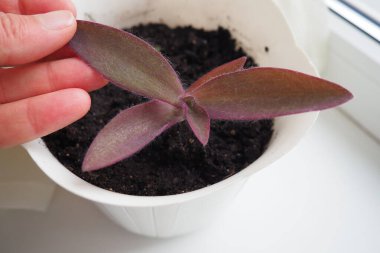 Tradescantia, Commelinaceae familyasının uzun ömürlü kır çiçekleri cinsi. Çimento, gezgin Yahudi, örümcek otu, gün çiçeği ve gelenek. Bir kadının eli nakledilen bitkinin yapraklarına dokunur.