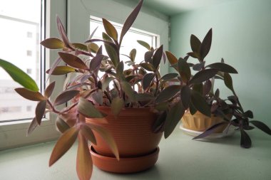 Tradescantia, genus of herbaceous perennial wildflowers inCommelinaceae. Inchplant, wandering jew, spiderwort, dayflower and trad. Tradescantia in pots are on the windowsill. Flowers in the interior. clipart