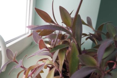 Tradescantia, genus of herbaceous perennial wildflowers inCommelinaceae. Inchplant, wandering jew, spiderwort, dayflower and trad. Tradescantia in pots are on the windowsill. Flowers in the interior. clipart