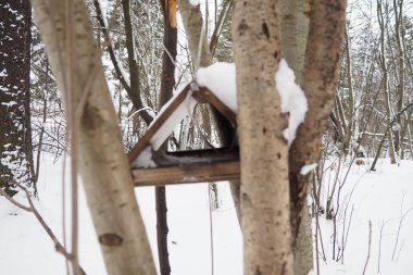 Kışın ve baharda aç zamanlarda kuş ve sincap beslemek için ev yapımı yem veya platform asmak. Ormandaki ya da şehir parkındaki kuşlar ve sincaplar için besleyiciler
