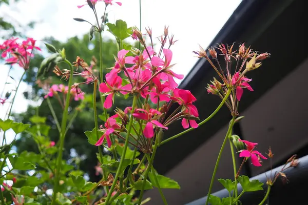 stock image Blooming bright pink magenta ivy geranium pelargonium in the vertical design of landscaping of streets and parks. Beautiful large pelargonium geranium flowers green leaves. Floriculture horticulture.