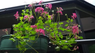 Parlak pembe sarmaşık sarmaşık pelargonyum, dikey olarak sokak ve parkların peyzaj tasarımında kullanılıyor. Güzel büyük sardunya çiçekleri yeşil yapraklar. Çiçekçilik.