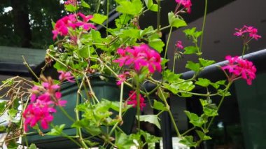 Parlak pembe sarmaşık sarmaşık pelargonyum, dikey olarak sokak ve parkların peyzaj tasarımında kullanılıyor. Güzel büyük sardunya çiçekleri yeşil yapraklar. Çiçekçilik..