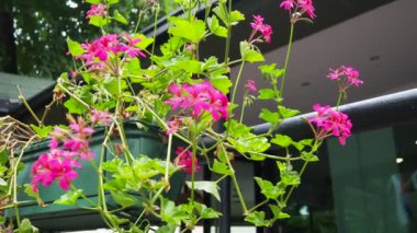 Parlak pembe sarmaşık sarmaşık pelargonyum, dikey olarak sokak ve parkların peyzaj tasarımında kullanılıyor. Güzel büyük sardunya çiçekleri yeşil yapraklar. Çiçekçilik..