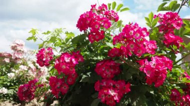 Gül, Rosa cinsinin uzun ömürlü bir çiçeğidir. Parlak pembe, kırmızı ve morumsu çifte güller parkta yetişir. Bush sade, duble olmayan, tomurcuklanmış bir sürü tomurcuk.