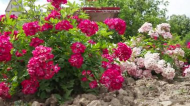 Gül, Rosa cinsinin uzun ömürlü bir çiçeğidir. Parlak pembe, kırmızı ve morumsu çifte güller parkta yetişir. Bush sade, duble olmayan, tomurcuklanmış bir sürü tomurcuk.