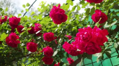Gül, Rosa cinsinin uzun ömürlü bir çiçeğidir. Parlak pembe, kırmızı ve mor çifte güller parkta ya da bahçede yetişir. Güneşli bir yaz günü. Bir sürü gül tomurcuğu. Yeşillendirme.