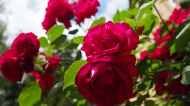 Gül, Rosa cinsinin uzun ömürlü bir çiçeğidir. Parlak pembe, kırmızı ve mor çifte güller parkta ya da bahçede yetişir. Güneşli bir yaz günü. Bir sürü gül tomurcuğu. Yeşillendirme.