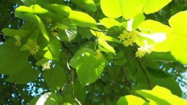 Tilia ağaçların, çalıların cinsidir. Linden Avrupa türleri, Basswood Kuzey Amerika türleri. Linden infloresans dalda. Linden çiçeği çayının hoş bir tadı vardır. Çiçeklerde bulunan aromatik uçucu yağ.