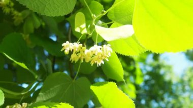 Tilia ağaçların, çalıların cinsidir. Linden Avrupa türleri, Basswood Kuzey Amerika türleri. Linden infloresans dalda. Linden çiçeği çayının hoş bir tadı vardır. Çiçeklerde bulunan aromatik uçucu yağ.