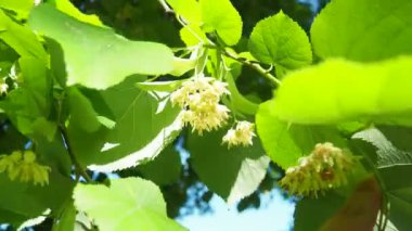 Tilia ağaçların, çalıların cinsidir. Linden Avrupa türleri, Basswood Kuzey Amerika türleri. Linden infloresans dalda. Linden çiçeği çayının hoş bir tadı vardır. Çiçeklerde bulunan aromatik uçucu yağ.