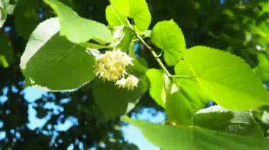 Tilia ağaçların, çalıların cinsidir. Linden Avrupa türleri, Basswood Kuzey Amerika türleri. Linden infloresans dalda. Linden çiçeği çayının hoş bir tadı vardır. Çiçeklerde bulunan aromatik uçucu yağ.