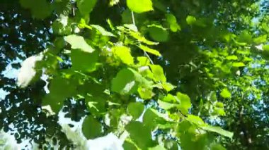Tilia ağaçların, çalıların cinsidir. Linden Avrupa türleri, Basswood Kuzey Amerika türleri. Linden infloresans dalda. Linden çiçeği çayının hoş bir tadı vardır. Çiçeklerde bulunan aromatik uçucu yağ.