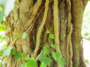 Avrupa ormanlarında ağaç dallarındaki sürüngenler. Sırbistan, Fruska Gora Ulusal Parkı. Dikey destek bulan bir bitki. Anten, maceracı kökler, bağlar. Liana bitkilerin yaşam biçimidir..