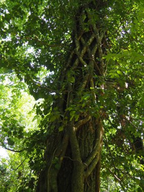 Creepers on tree branches in a European forest. Serbia, Fruska Gora National Park. A plant that finds vertical support. Antennae, adventitious roots, attachments. Liana is the life form of plants.