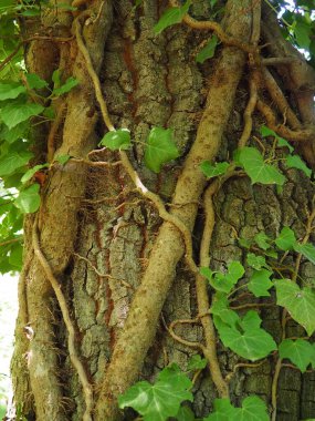 Avrupa ormanlarında ağaç dallarındaki sürüngenler. Sırbistan, Fruska Gora Ulusal Parkı. Dikey destek bulan bir bitki. Anten, maceracı kökler, bağlar. Liana bitkilerin yaşam biçimidir..