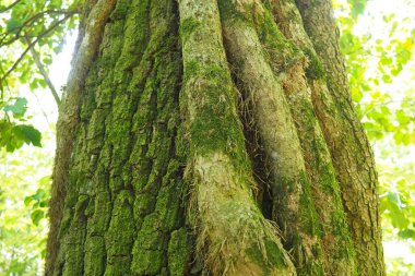 Creepers on tree branches in a European forest. Serbia, Fruska Gora National Park. A plant that finds vertical support. Antennae, adventitious roots, attachments. Liana is the life form of plants.