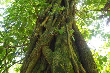 Avrupa ormanlarında ağaç dallarındaki sürüngenler. Sırbistan, Fruska Gora Ulusal Parkı. Dikey destek bulan bir bitki. Anten, maceracı kökler, bağlar. Liana bitkilerin yaşam biçimidir..
