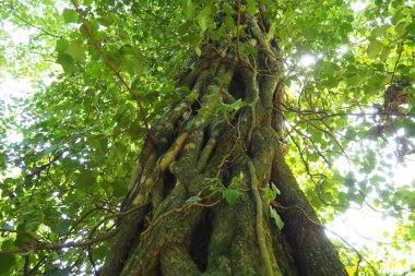 Avrupa ormanlarında ağaç dallarındaki sürüngenler. Sırbistan, Fruska Gora Ulusal Parkı. Dikey destek bulan bir bitki. Anten, maceracı kökler, bağlar. Liana bitkilerin yaşam biçimidir..