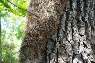 Creepers on tree branches in a European forest. Serbia, Fruska Gora National Park. A plant that finds vertical support. Antennae, adventitious roots, attachments. Liana is the life form of plants