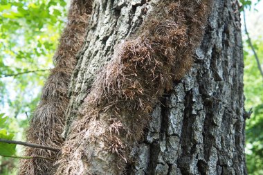 Creepers on tree branches in a European forest. Serbia, Fruska Gora National Park. A plant that finds vertical support. Antennae, adventitious roots, attachments. Liana is the life form of plants