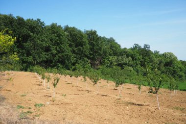 Bir elma ağacı fidanı baharda bir delikte bahçe toprağına dikilir. Ağaç dikme mevsimi. Fruska Gora, Sırbistan ve milli parktaki tarlalar sürüldü.