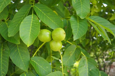 Juglans regia, Farsça, İngilizce, Karpatça veya Madeira cevizi, yaygın ceviz. Büyük yaprak döken ağaç. Gıda alerjisi kaynakları. Yeşillikler ve meyveler kapanıyor. Bahçede yenilebilir ceviz.