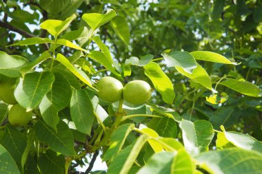 Juglans regia, Farsça, İngilizce, Karpatça veya Madeira cevizi, yaygın ceviz. Büyük yaprak döken ağaç. Gıda alerjisi kaynakları. Yeşillikler ve meyveler kapanıyor. Bahçede yenilebilir ceviz.