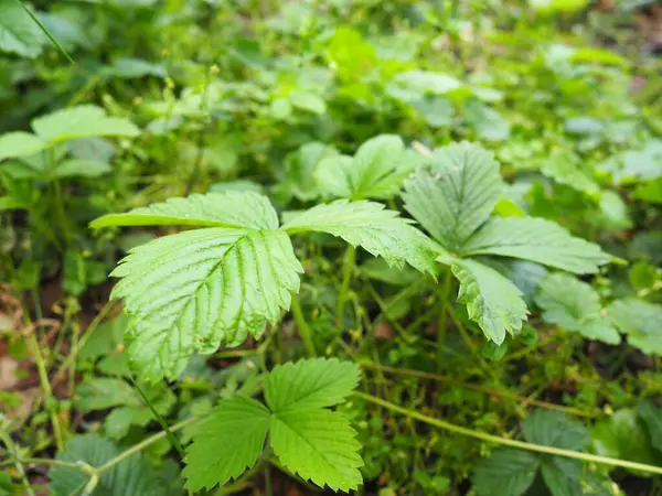 Stock image Fragaria is genus of flowering plants in rose family, Rosaceae, commonly known as strawberries for edible fruits. Hybrids and cultivars.  Garden strawberry, hybrid Fragaria ananassa. Fruska Gora