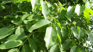 Juglans regia, Farsça, İngilizce, Karpatça veya Madeira cevizi, yaygın ceviz. Büyük yaprak döken ağaç. Gıda alerjisi kaynakları. Yeşillikler ve meyveler kapanıyor. Bahçede yenilebilir ceviz