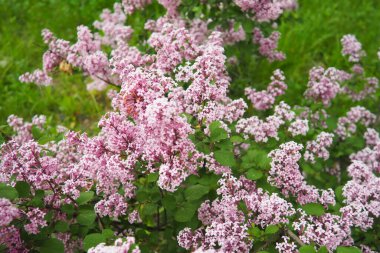 Beautiful inflorescences of pink lilac on branch in the city park of Warsaw, Poland. Beautiful flowering flowers of lilac tree Syringa vulgaris. Spring blossom. Syringa plant olive family or Oleaceae clipart