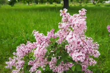 Beautiful inflorescences of pink lilac on branch in the city park of Warsaw, Poland. Beautiful flowering flowers of lilac tree Syringa vulgaris. Spring blossom. Syringa plant olive family or Oleaceae clipart