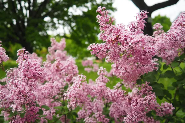 stock image Beautiful inflorescences of pink lilac on branch in the city park of Warsaw, Poland. Beautiful flowering flowers of lilac tree Syringa vulgaris. Spring blossom. Syringa plant olive family or Oleaceae