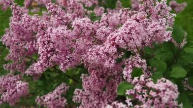 Polonya 'nın Varşova şehrinin parkında dalda bulunan güzel pembe leylak ciltleri. Güzel çiçek açan leylak ağacı şırıngası bayağıdır. Bahar çiçeği. Şırınga bitkisi zeytin ailesi veya Oleaceae.