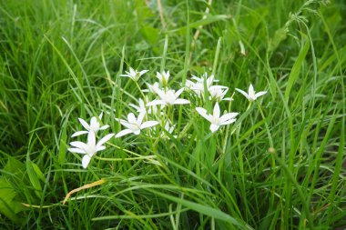 Ornithogalum umbellatum, garden star-of-Bethlehem, grass lily, nap-at-noon, or eleven-o'clock lady, species of genus Ornithogalum, is perennial bulbous flowering plant asparagus family Asparagaceae. clipart
