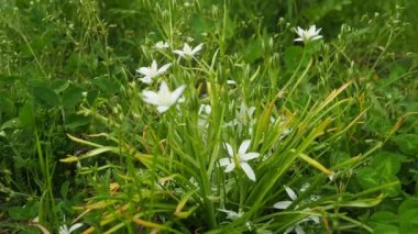 Ornithogalum umbellatum (