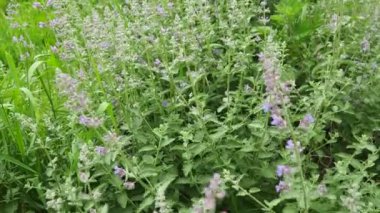 Nepeta faassenii, çiçek açan naneli bitki ve Faassens catnip. Nepeta racemosa ve Nepeta nepetellasıdır. Küçük gösterişli, bol dudaklı, trompet şeklinde, yumuşak lavanta çiçekleri..