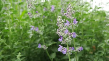 Nepeta faassenii, çiçek açan naneli bitki ve Faassens catnip. Nepeta racemosa ve Nepeta nepetellasıdır. Küçük gösterişli, bol dudaklı, trompet şeklinde, yumuşak lavanta çiçekleri..