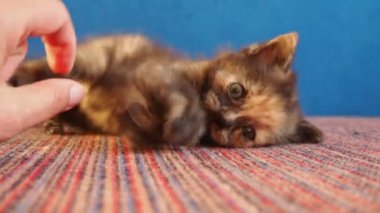 Kedi, El ile Oynuyor. Parmaklarını ısırırken yavru kediyi okşuyor. İnsan sunucu, eli yatağın üzerinde kedi yavrusuyla oynuyor. Küçük kedicik oynanıyor, komik video. Evcil hayvan arkadaşlığı kavramı. Kapat..