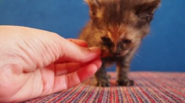 Yavruyu katı yiyecekle beslemeye başla. Evcil hayvanını yeni kuru yiyeceklere alıştırıyorsun. Kedi oyunu. Parmaklarını ısırırken yavru kediyi okşuyor. İnsan sunucu yavrusuyla oynuyor. Evcil hayvan arkadaşlığı kavramı