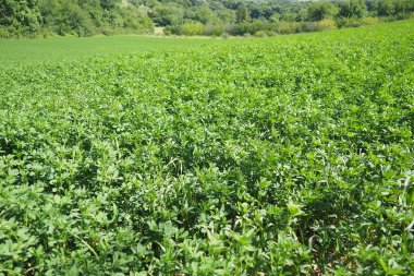 Yeşil yonca. Yonca ekimi. Clover Trifolium, baklagiller familyasından bitkiler, Güve Faboideae. Tarım bal bitkisi, yem bitkisi, yeşil gübre. Fruska Gora, Sırbistan.