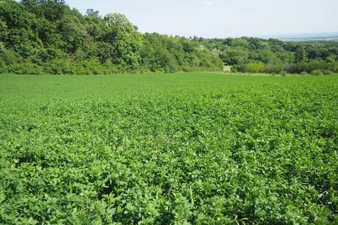 Yeşil yonca. Yonca ekimi. Clover Trifolium, baklagiller familyasından bitkiler, Güve Faboideae. Tarım bal bitkisi, yem bitkisi, yeşil gübre. Fruska Gora, Sırbistan.