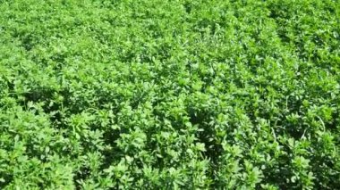 Yeşil yonca. Yonca ekimi. Clover Trifolium, baklagiller familyasından bitkiler, Güve Faboideae. Tarım bal bitkisi, yem bitkisi, yeşil gübre. Fruska Gora, Sırbistan.