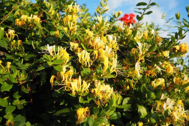 Lonicera japonica, Japon hanımeli ve altın ve gümüş hanımeli Asya 'ya özgü bir hanımeli türüdür. Geleneksel Çin tıbbında kullanılan süs bitkisi. Beyaz sarı çiçekler..