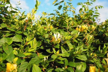 Lonicera japonica, Japanese honeysuckle and golden-and-silver honeysuckle, is a species of honeysuckle native to Asia. Ornamental plant used in traditional Chinese medicine. White yellow flowers. clipart