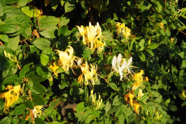 Lonicera japonica, Japon hanımeli ve altın ve gümüş hanımeli Asya 'ya özgü bir hanımeli türüdür. Geleneksel Çin tıbbında kullanılan süs bitkisi. Beyaz sarı çiçekler..