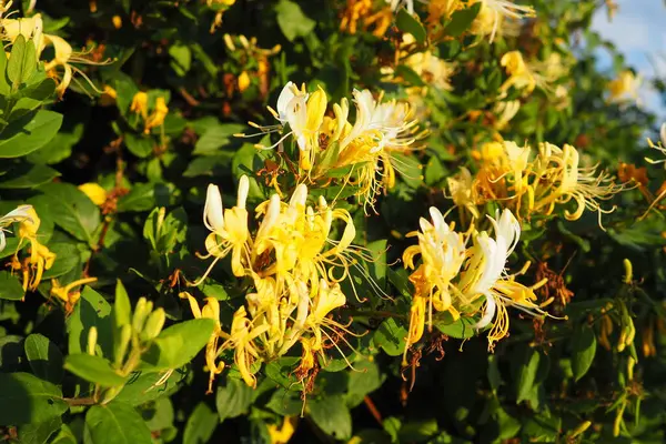 stock image Lonicera japonica, Japanese honeysuckle and golden-and-silver honeysuckle, is a species of honeysuckle native to Asia. Ornamental plant used in traditional Chinese medicine. White yellow flowers.